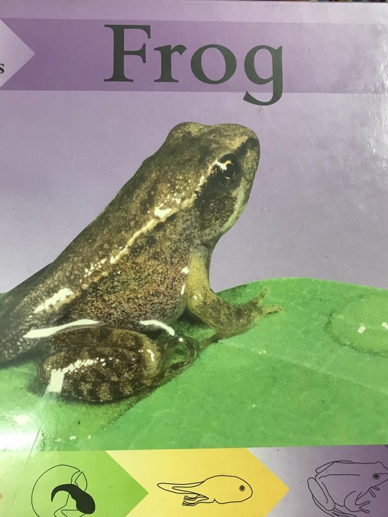 Frog