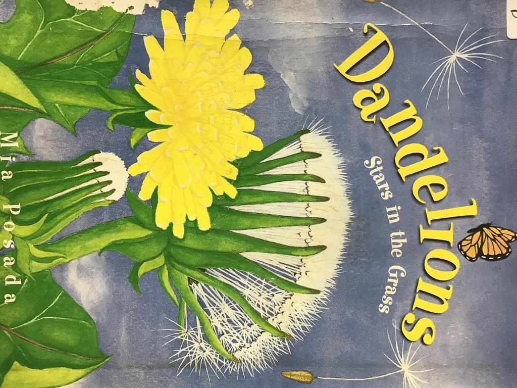 Dandelions