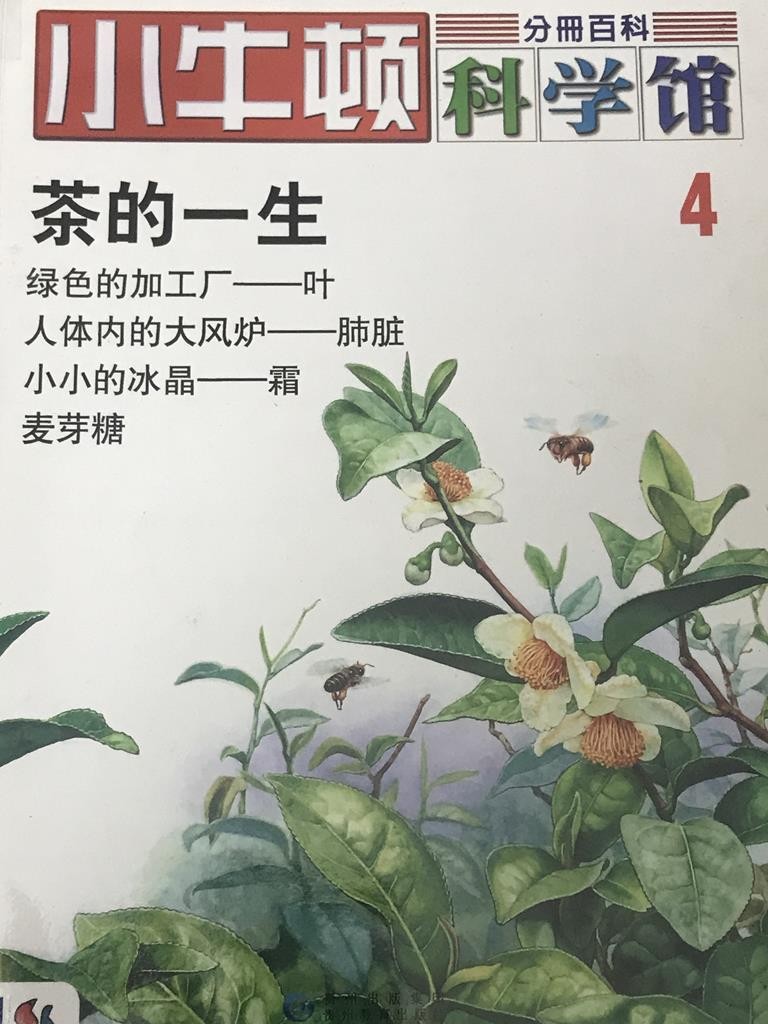 【小牛顿科学馆】茶的一生