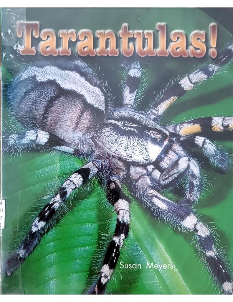 Tarantulas