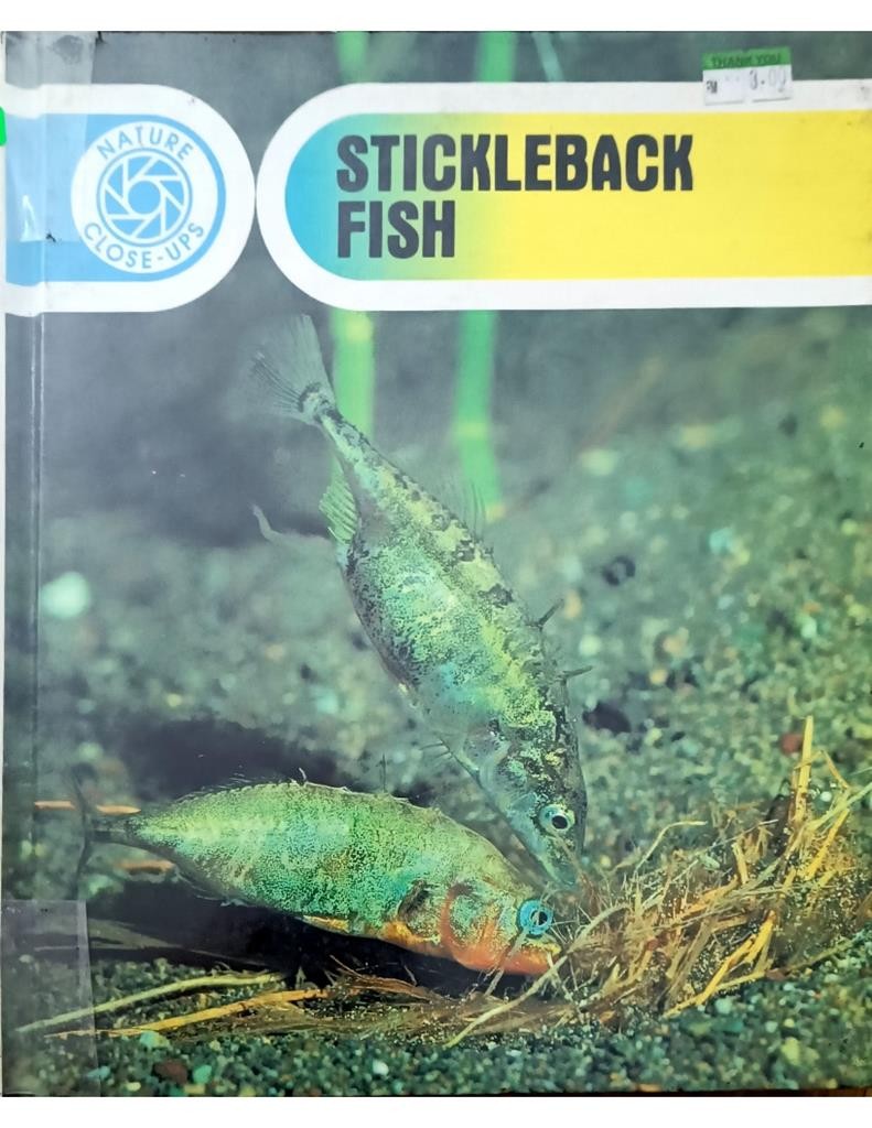 Stickleback Fish