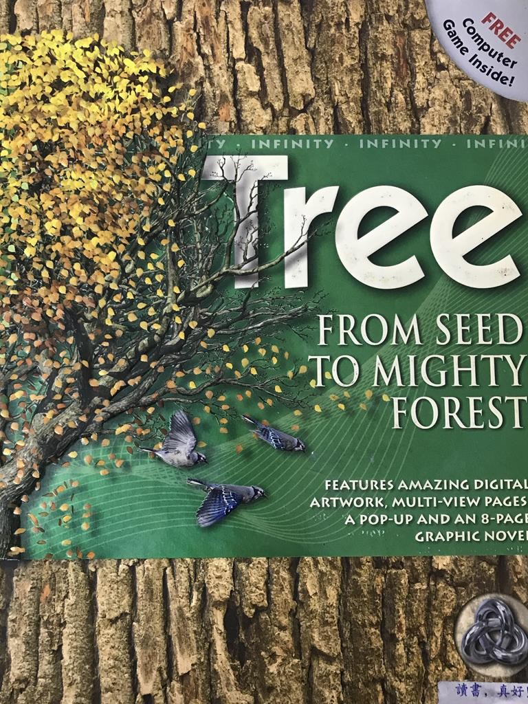 Tree From Seed To Mighty Forest