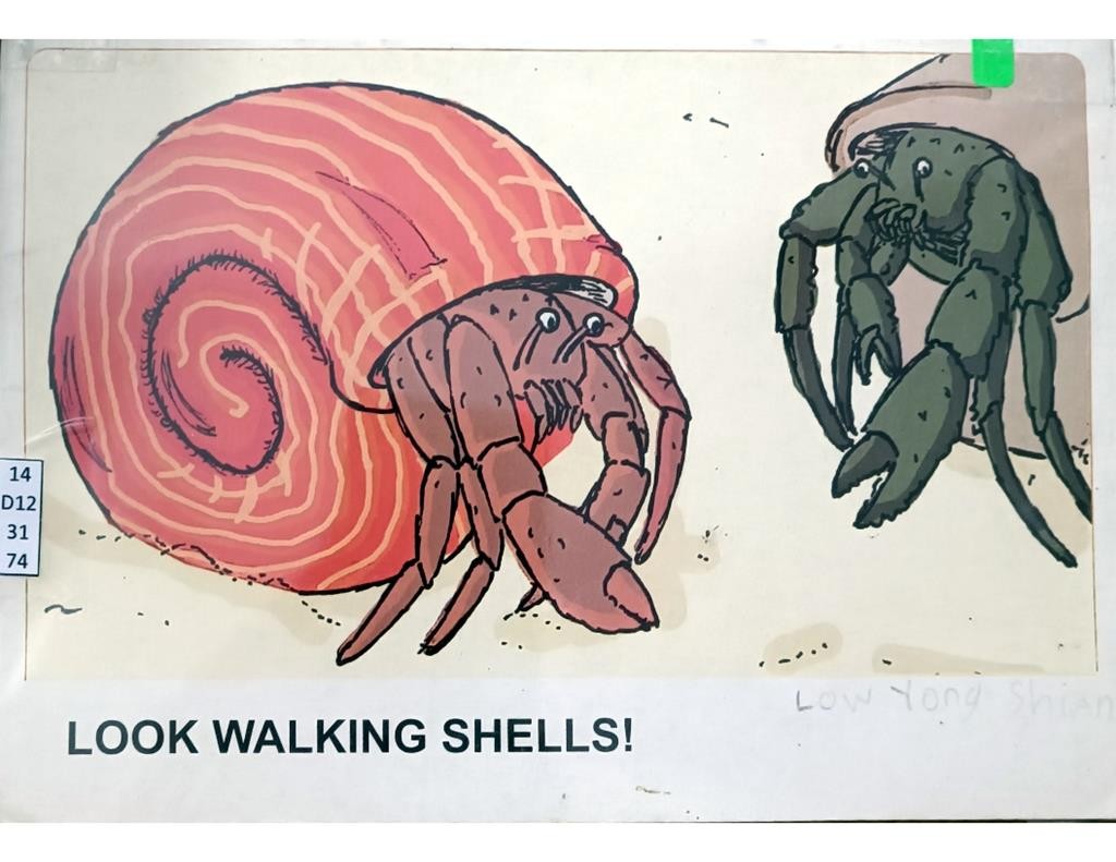 Look Walking Shells!