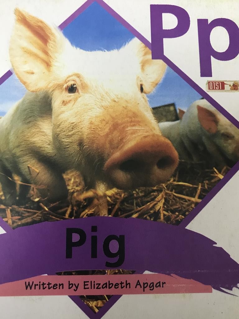 Pp Pig