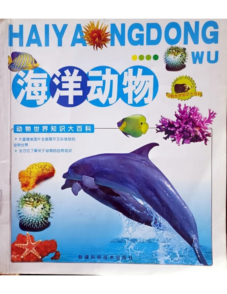 海洋动物