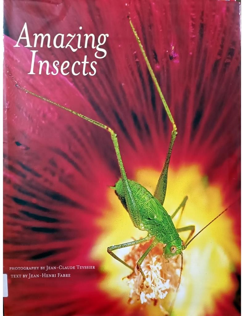 Amazing Insects