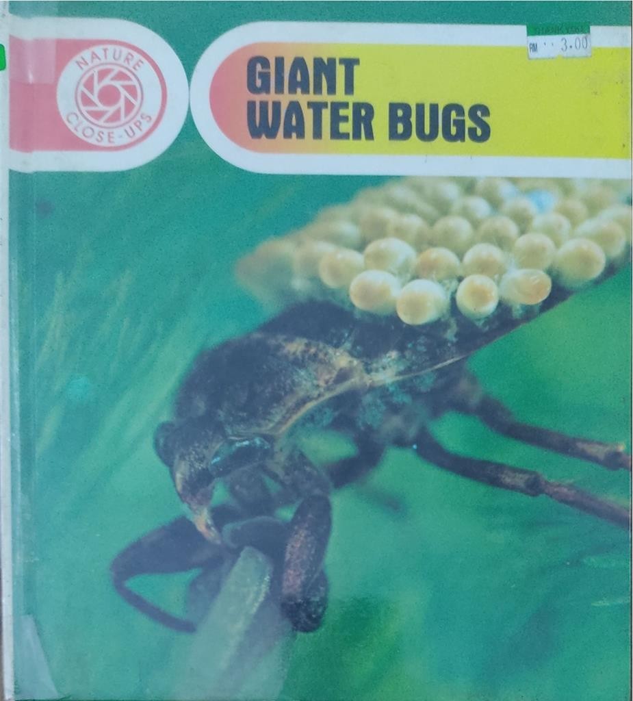 Giant Water Bugs